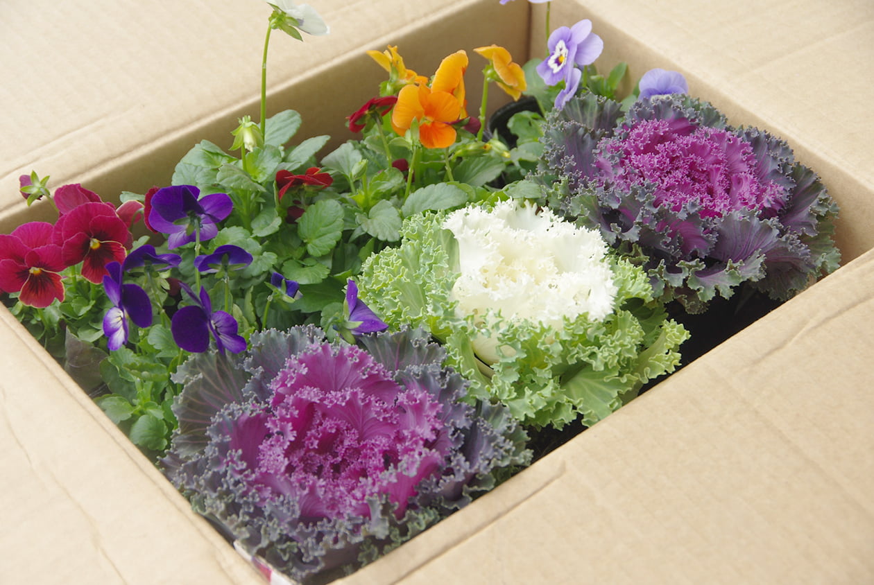  花苗の代理購入