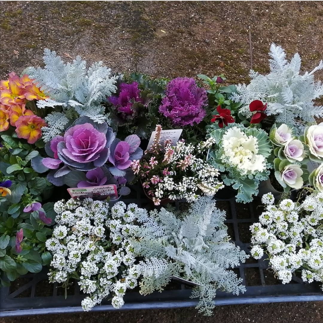 春到来！　寄せ植え用の花苗　代理で購入します！