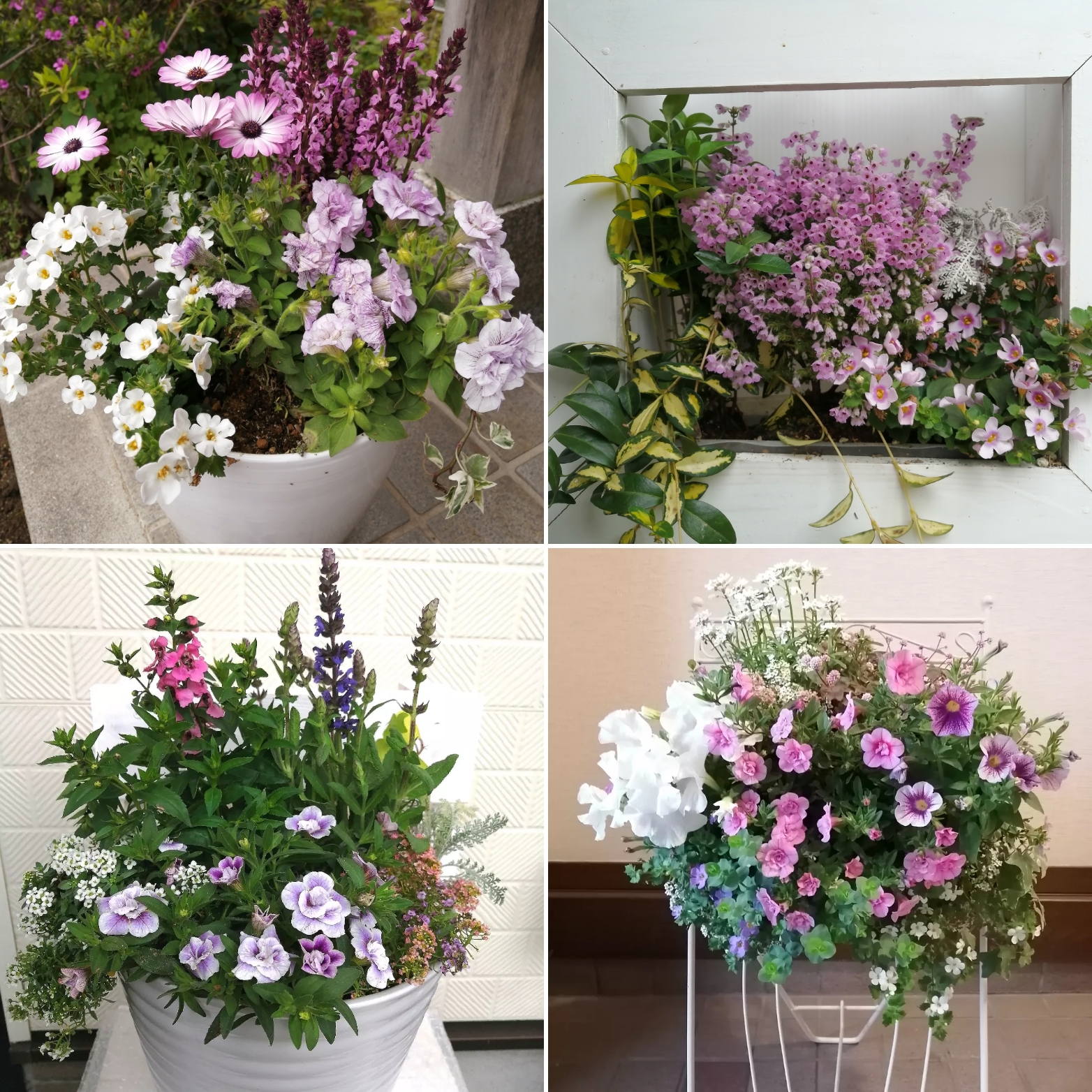 春から初夏の寄植えの作製承っています