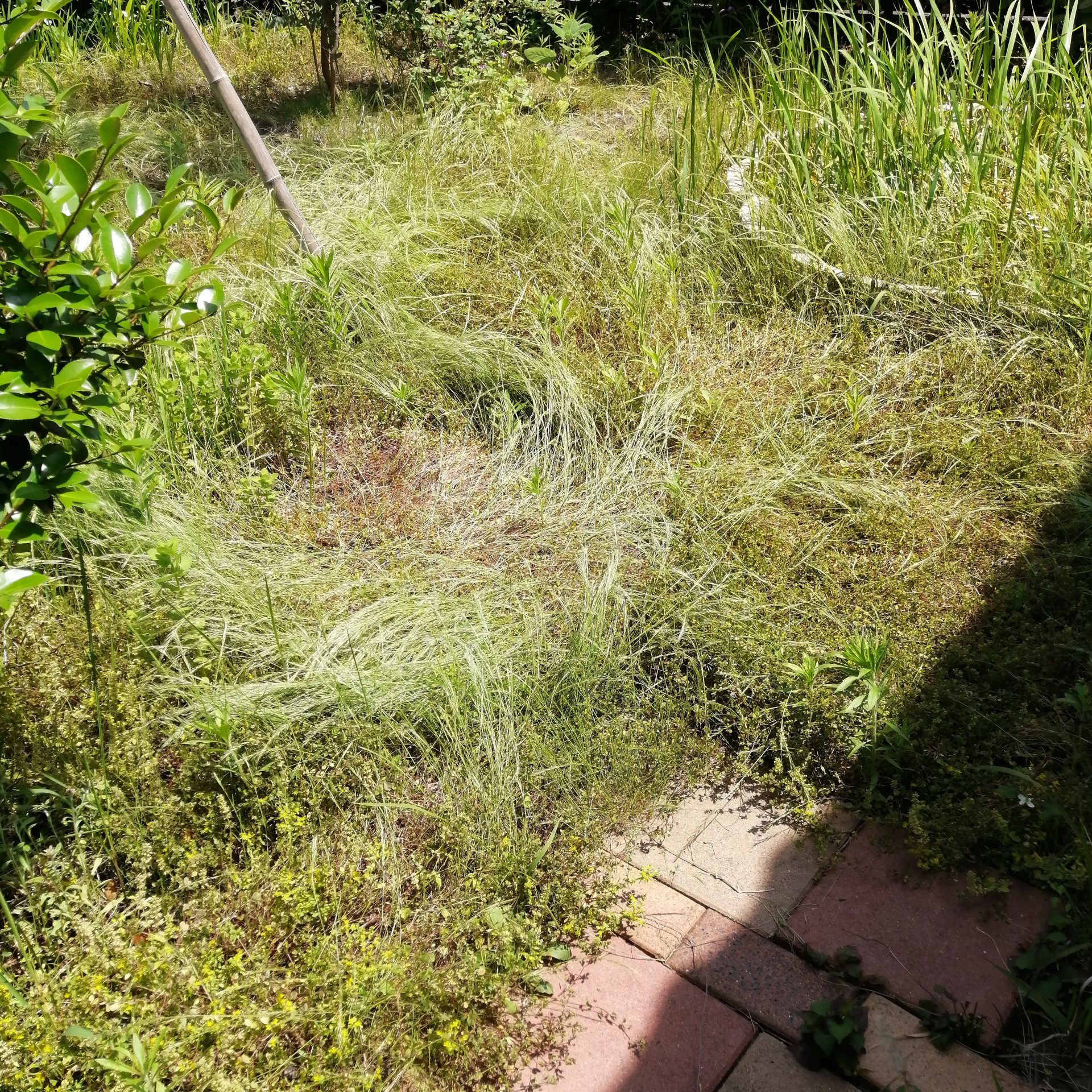 除草によって土が見えると気持ちが前向きになります